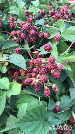 Саженцы Ежевики