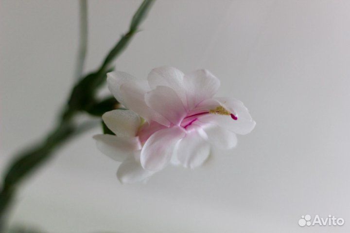 Декабрист белый (укорененные отростки )