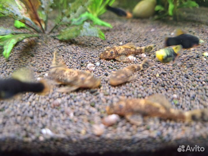 Рыбки набором