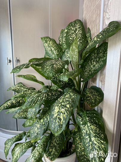 Диффенбахия