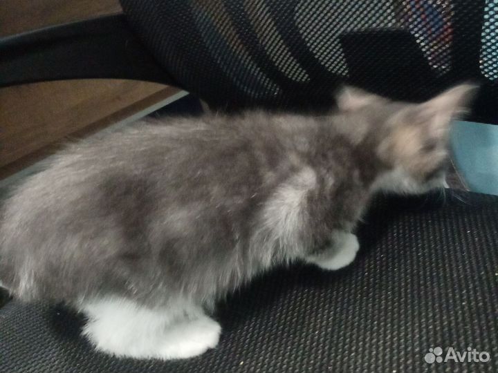 Кошка в дар