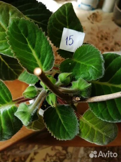 Детки глоксинии махровой