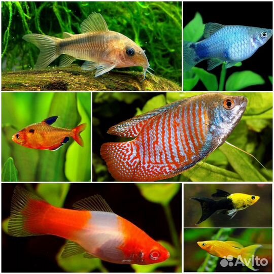 Аквариумные рыбки