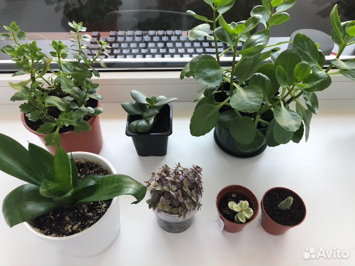 Комнатные растения
