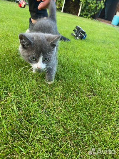 Котята в дар бесплатно