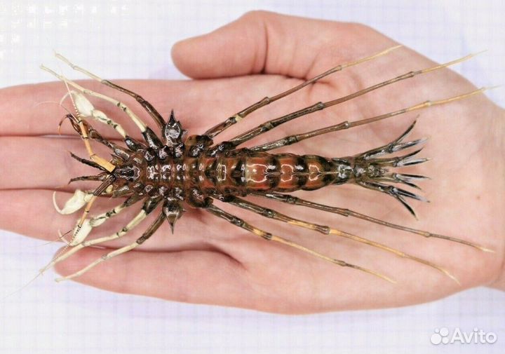 Ракообразное из Байкала Acanthogammarus grewingkii