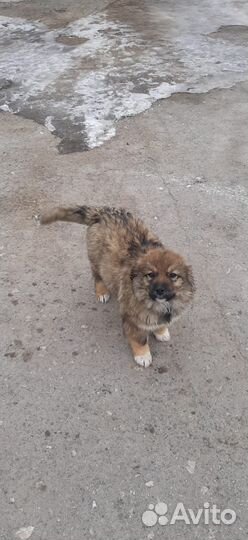 Собака в добрые руки щенок 3,5 месяца