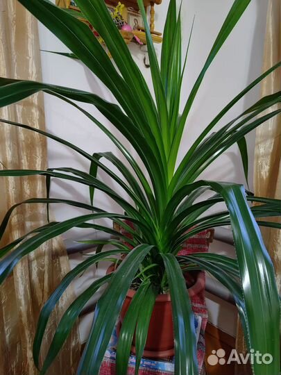 Пальма панданус