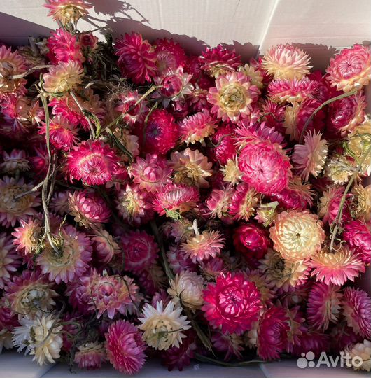 Гелихризум сухоцветы