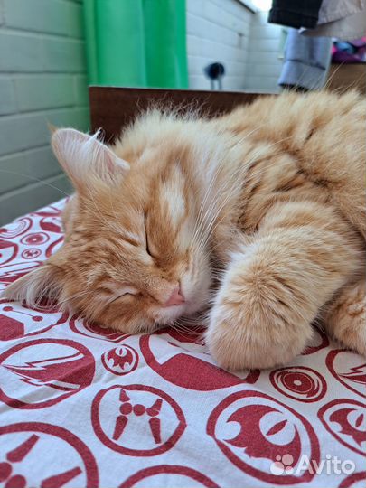 Рыжая кошка девочка
