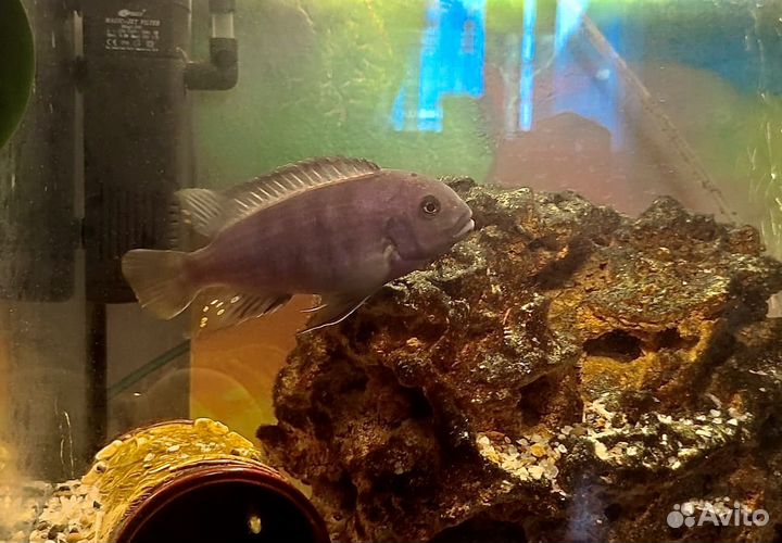 Рыба аквариумная псевдотрофеус зебра голубая