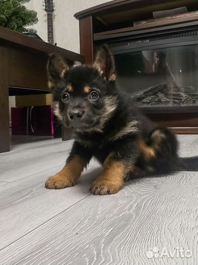 Щенок в добрые руки мальчик