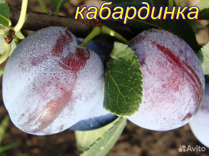 Саженцы плодовых деревьев,кустарники,виноград,розы