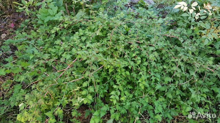 Стефанандра Криспа