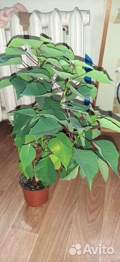 Комнатные цветы