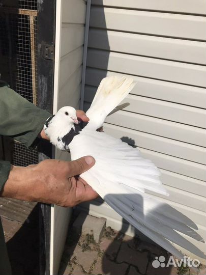 Голуби Гривуны высоколетные