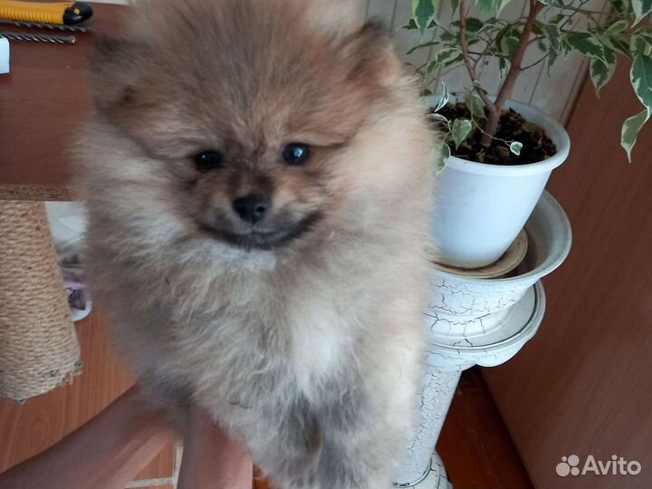 Щенки шпица