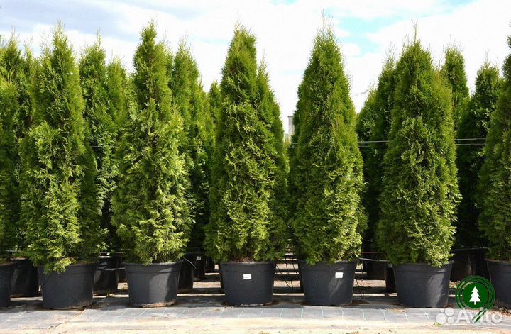 Туя Брабант обыкновенная для дачи из питомника