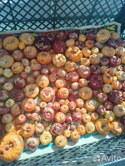 Продам луковицы Гладиолусов