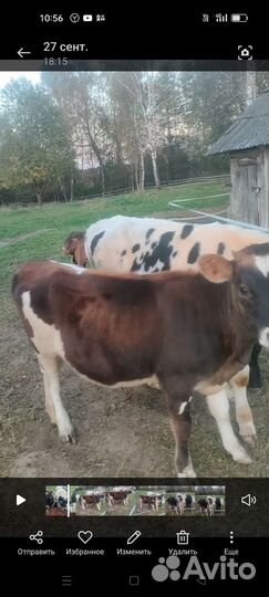 Бычки и телочка