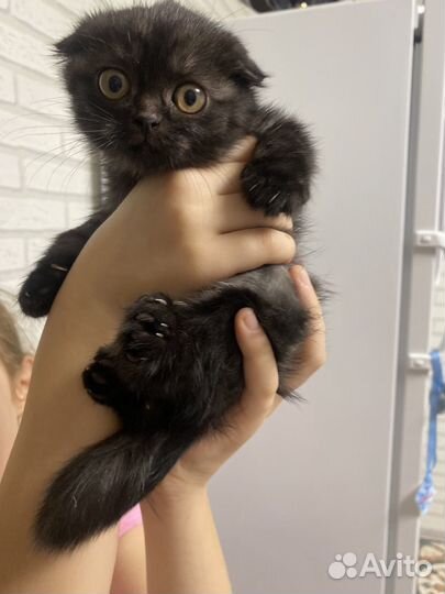 Кошки вислоухие