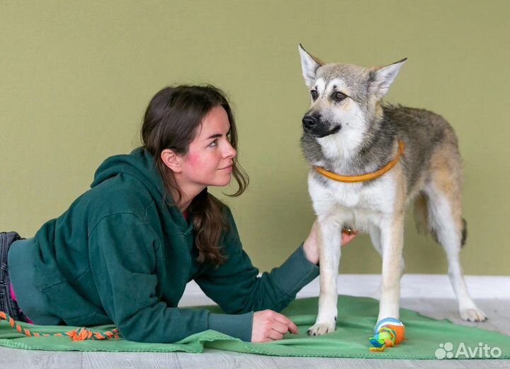 Собака овчарка метис