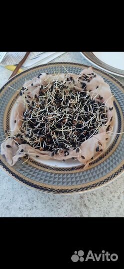 Семена люцерна