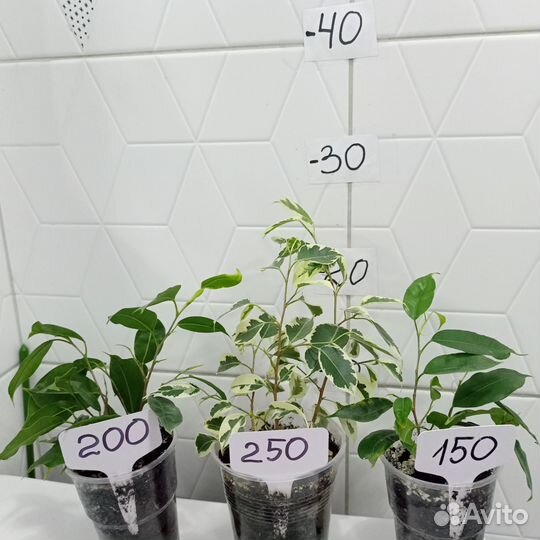 Растения комнатные цветы