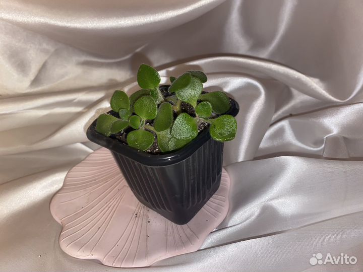 Аихризон дерево любви