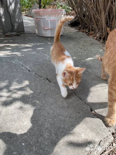 Котенок