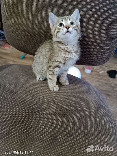Котята