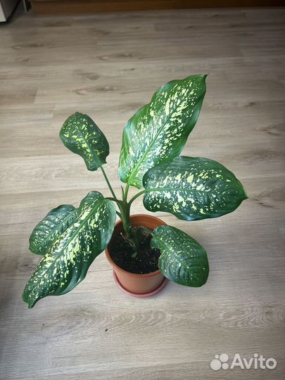 Диффенбахия