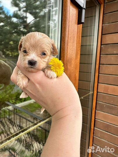 Мальтипу micro девочка ф1