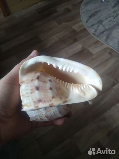 Ракушка морская большая