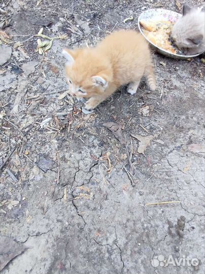 Отдадим котят в добрые руки