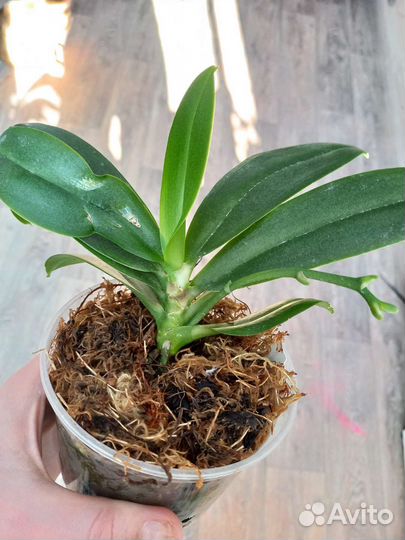 Орхидея фаленопсис трилипс Joy Fairy Tale