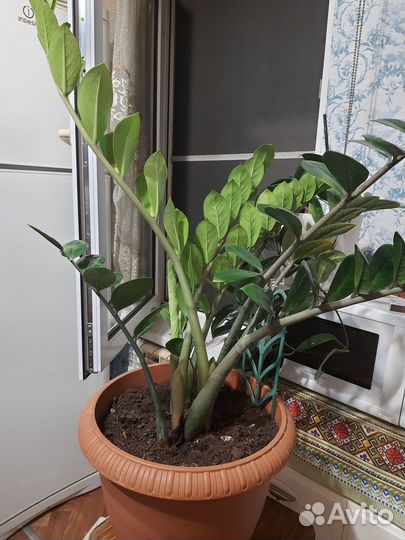 Комнатные цветы