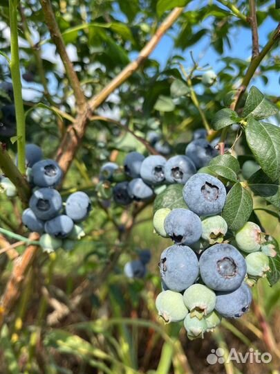 Саженцы голубика Блюкроп