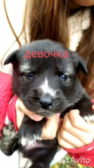 Щенки хаски бесплатно