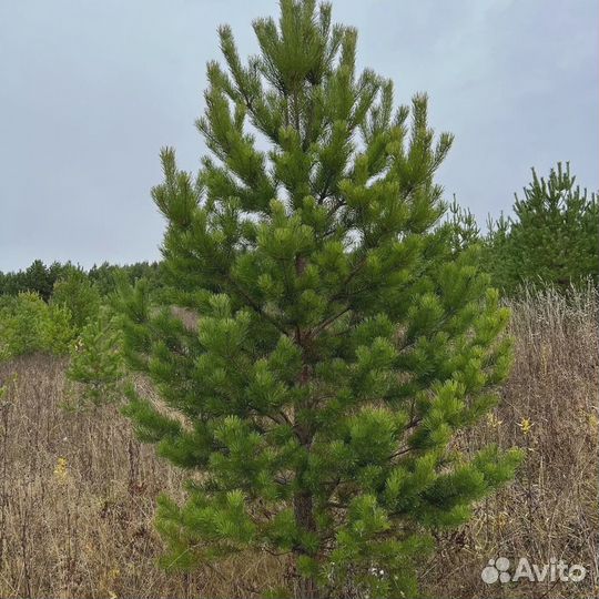 Сосна обыкновенная опт