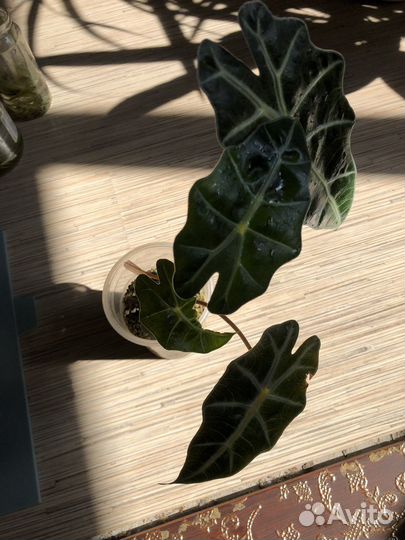 Алоказия Полли