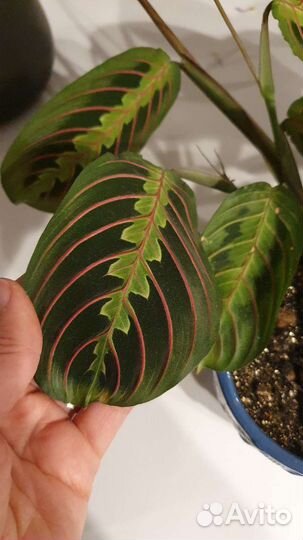 Маранта триколор с горшком