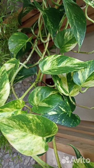 Эпипремнум 4 вида