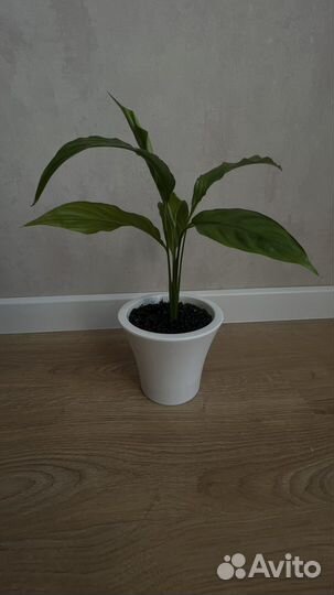 Спатифиллум (женское счастье)