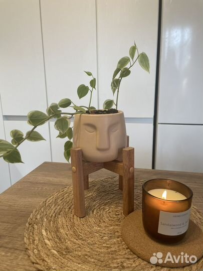 Пеперомия сканденс вариегатная