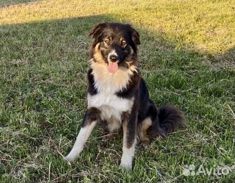 Лорд - крупный молодой пес-кастрат в хорошие руки