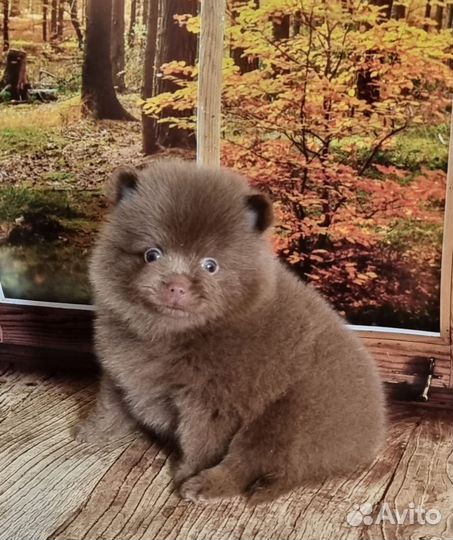 Шоколадные мишки