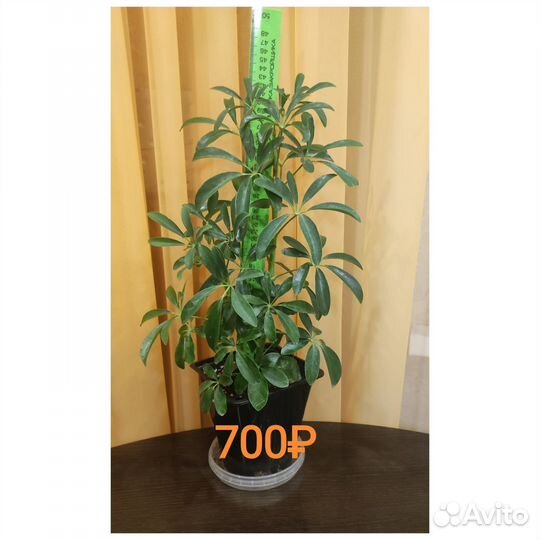 Шефлера размеры/цены разные