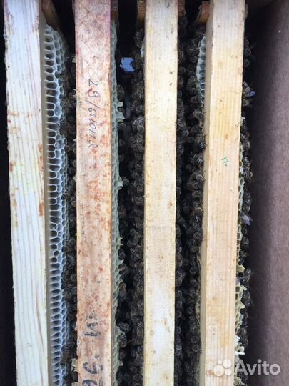 Пчелопакеты