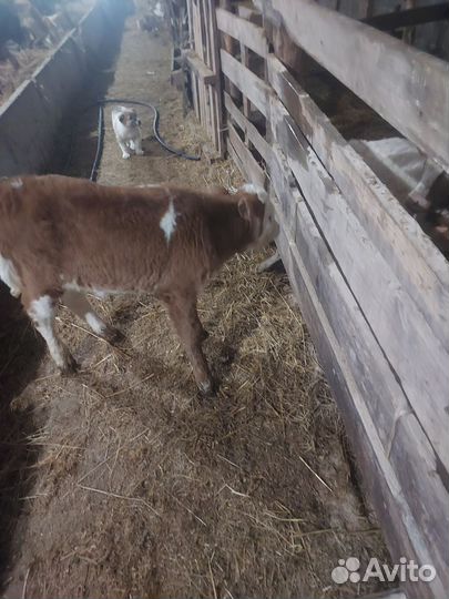 Продаю телочку двух недельную